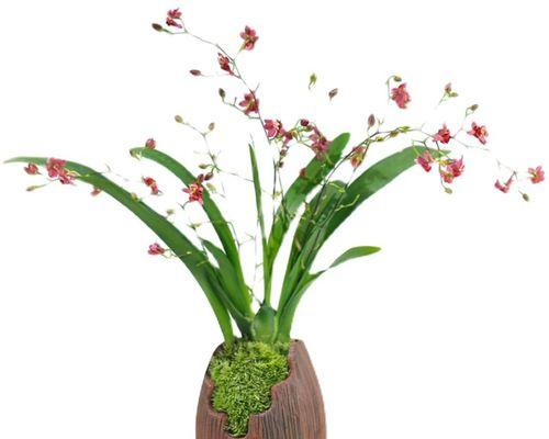容易养活的花卉有哪些（六大室内好养的花卉排名）