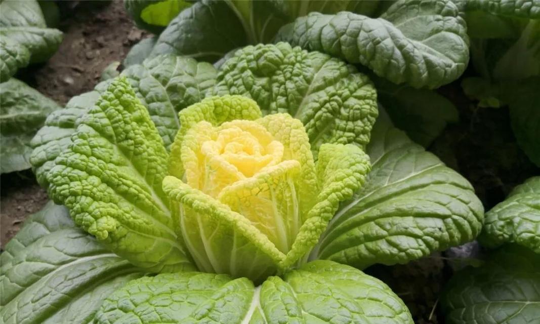 白菜怎么种植（白菜的栽培技术要点）