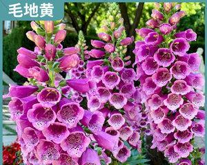 斑点狗适合家养吗（斑点狗的饲养方法分享）