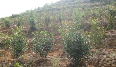 油茶树种植技术要求（全面解析油茶树种植的关键要素及技巧）