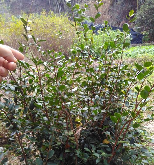 油茶树种植技术要求（全面解析油茶树种植的关键要素及技巧）