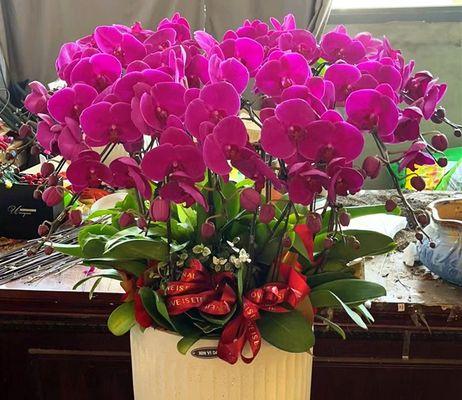 年宵花卉有什么花（年宵花卉品种及图片介绍）