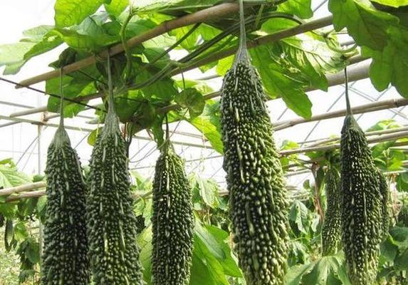 苦瓜怎么种植才能高产（苦瓜高产栽培技术要点）