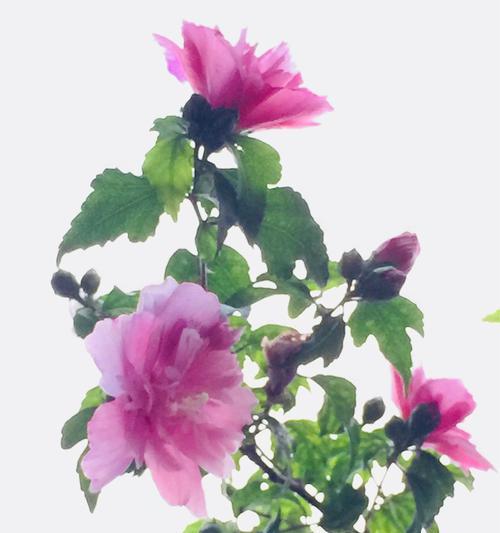 木槿花（木槿花花语的寓意和文化底蕴）