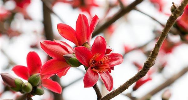 木棉花的花语与含义（探索木棉花所代表的美丽和力量）
