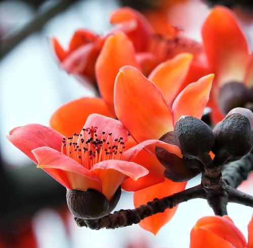 木棉花花语与寓意（木棉花的花语及其象征意义）