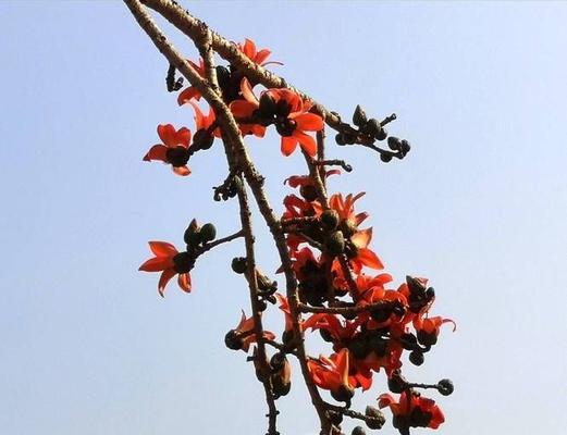 木棉花（木棉花的花语及其寓意）