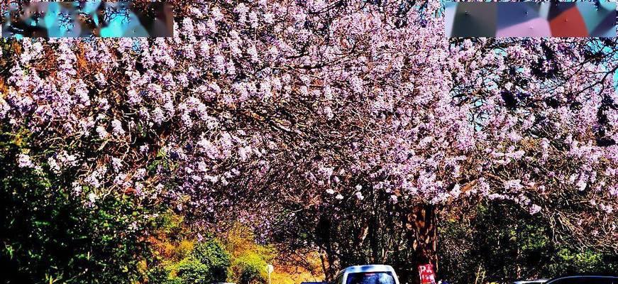泡桐花的花语与寓意（探索泡桐花的象征意义）