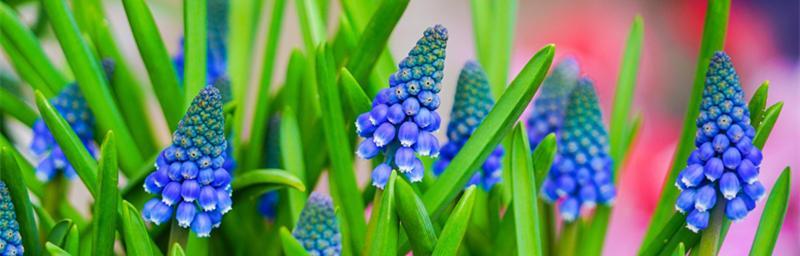 葡萄风信子的花语与寓意（揭秘葡萄风信子的神秘语言）