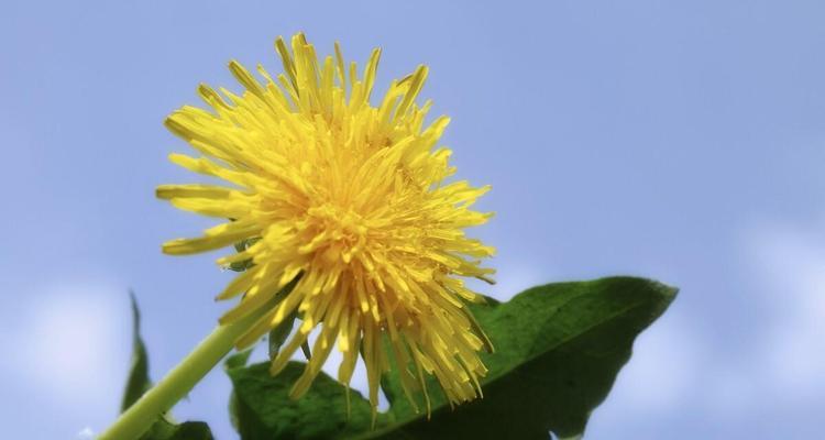 蒲公英的花语与传说（探寻蒲公英的花语与传说）