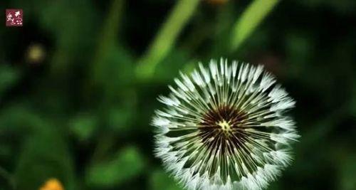 蒲公英花语（揭示蒲公英花语的深刻内涵及其在生活中的启示）