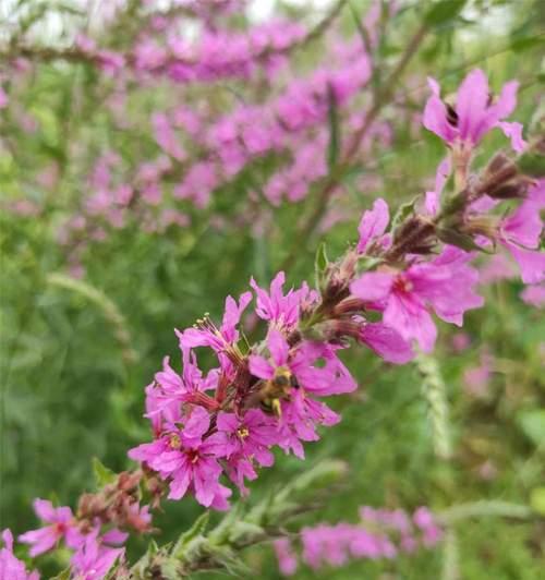 千屈菜的花语与寓意（独特的千屈菜花语和寓意）