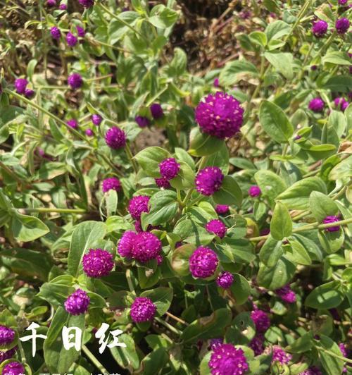 千日红花语（千日红）