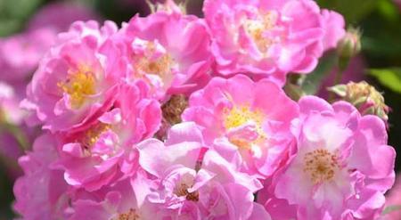 蔷薇花花语（绽放在世界各地的蔷薇之谜）