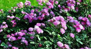 蔷薇花的花语及其象征意义（探究蔷薇花的花语和文化内涵）