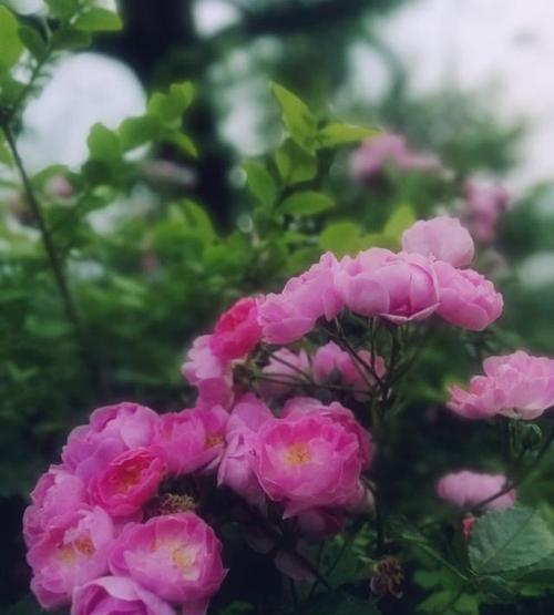 蔷薇花的花语及寓意（探索蔷薇花的深层含义与美丽）