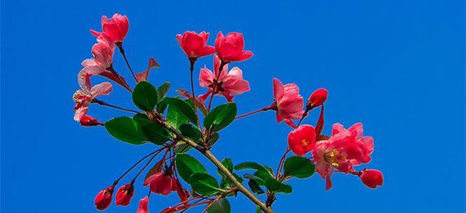 秋海棠的花语——傲然绽放的红颜（秋海棠花的寓意及文化内涵）
