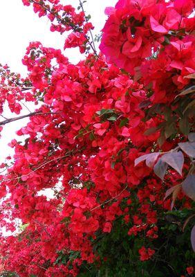 三角梅花语（绽放之美）