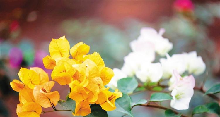 三角梅花语的含义及传承（美丽绽放的花海）