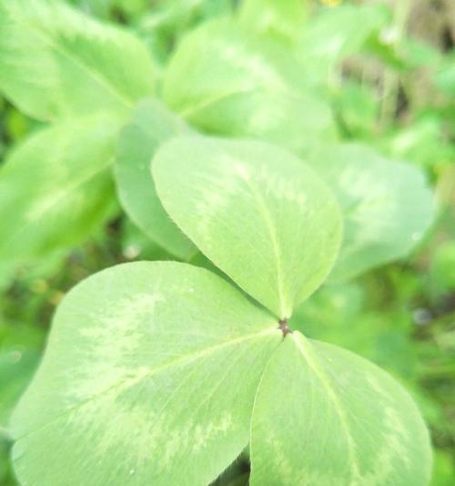 三叶草花语的美丽含义（探索幸运与希望的三叶草花语）