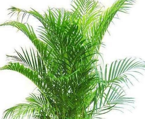 散尾花（探寻散尾花的花语与魅力）