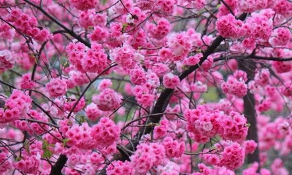 山樱花（绽放在山谷间的芬芳）