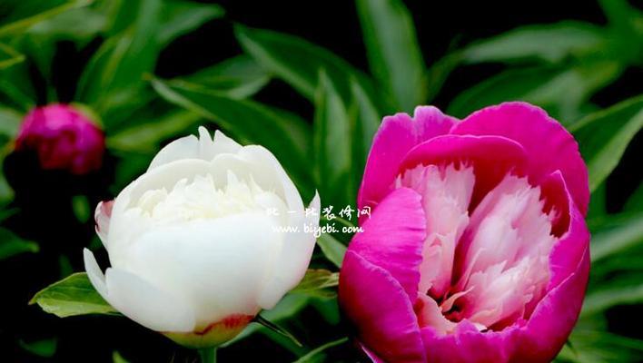 芍药花的花语及其象征意义（揭开芍药花的神秘面纱）