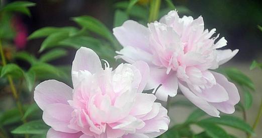 芍药花语与寓意（探寻芍药花背后的情感象征）