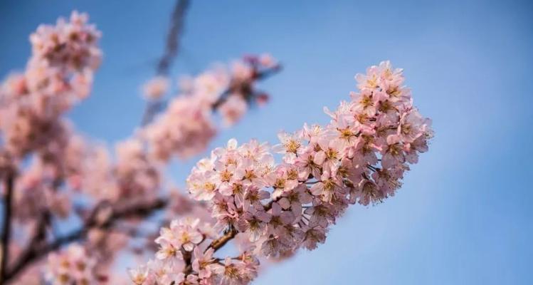 深山含笑花语，传递快乐与希望（花开之地）