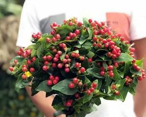 思念之花—紫罗兰（花开寄相思）