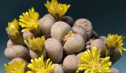 生石花花语的含义和传说（探秘生石花的神秘之美）
