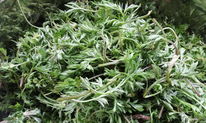 了解艾草和蒿草——神秘的中药材（探究艾草和蒿草的特性）