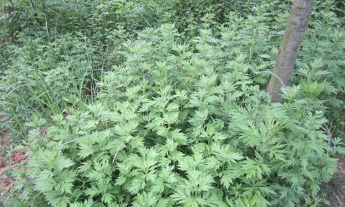 了解艾草和蒿草——神秘的中药材（探究艾草和蒿草的特性）
