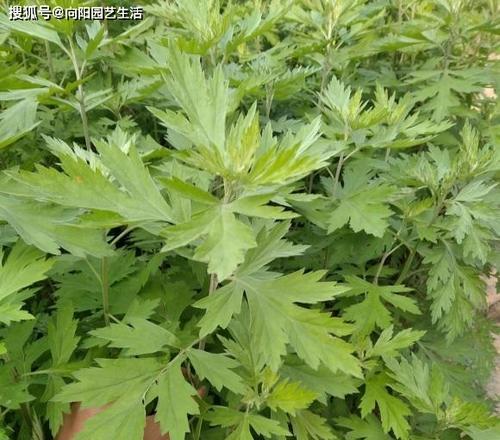 艾草开花时间的研究（探究艾草开花的因素及其意义）