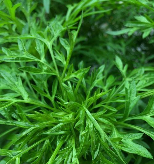 探秘艾草的生长环境与特点（艾草生长的适宜条件及其药用特性）