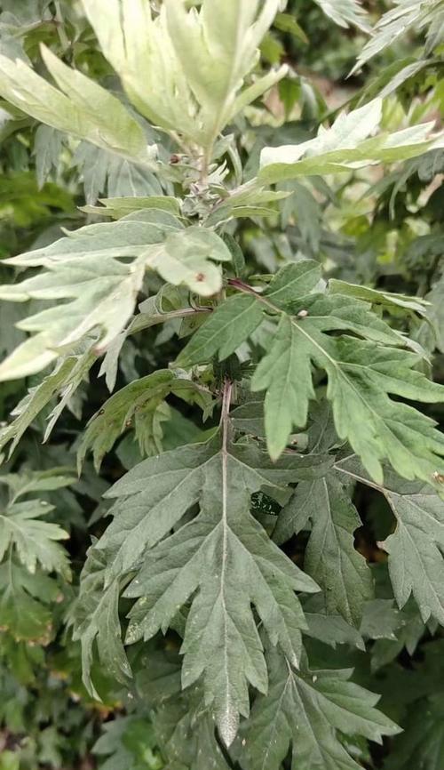 艾草的生长环境、特征与应用（深度解析艾草的生态特征和多种应用）