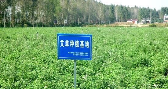如何种植艾草种子（掌握这些技巧）