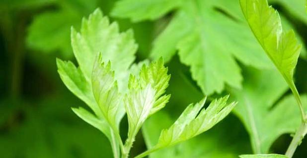艾草的繁殖与注意事项（从栽培到收获）