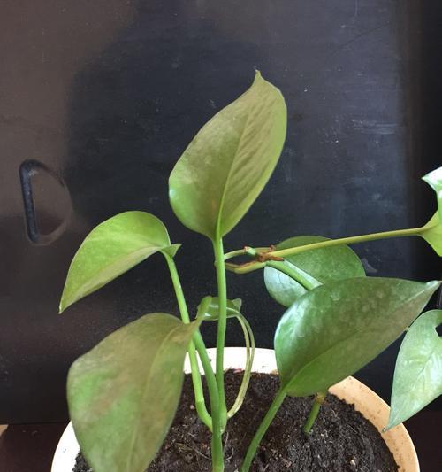 艾草水培技巧（水培方法让你的艾草长势更加强壮）