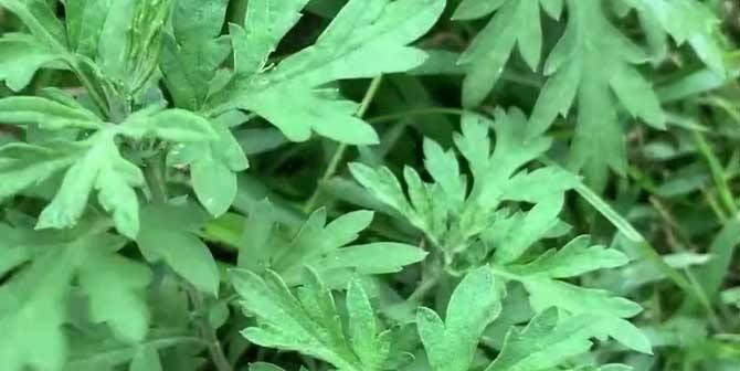 艾草种植技巧（掌握艾草种植时间和方法）