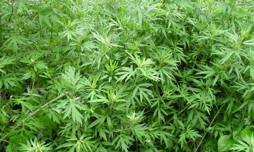 探索艾蒿的药用价值（中药材——艾蒿的传承和应用）