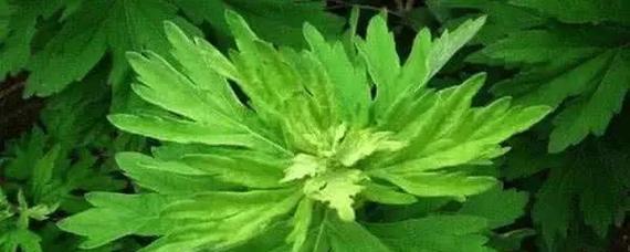 艾灰的肥料价值（从废弃物到有用之物）