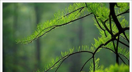 探寻艾青之谜——一个神秘的草本植物（揭开艾青的原产地）