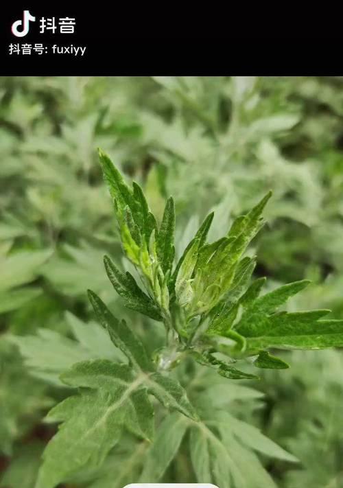 探秘艾叶之神秘植物（揭开艾叶的植物类别及其功效）