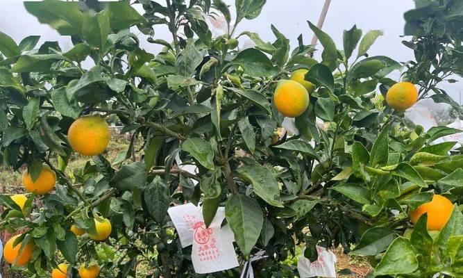 探寻爱媛橙的故乡（品尝“金黄果王”的味道）