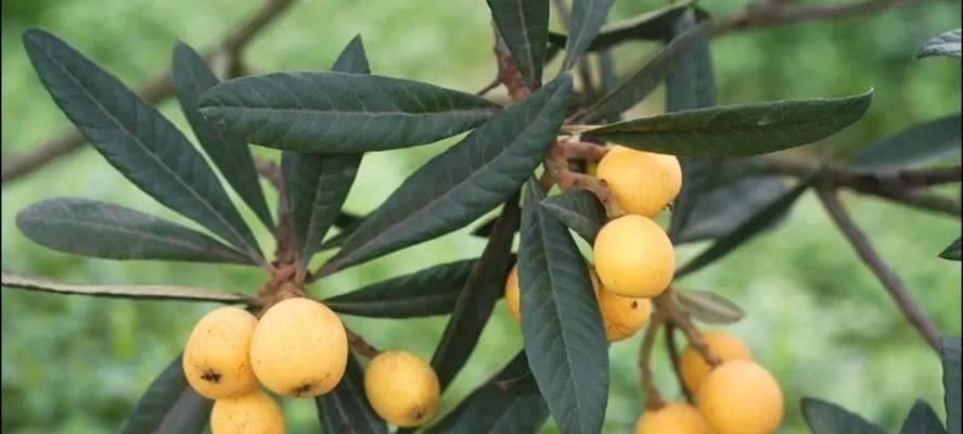 安徽枇杷成熟季节（探寻枇杷之美）