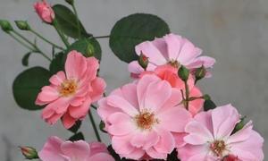 安吉拉月季的优缺点及养殖技巧（打造花海的秘诀）
