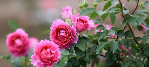 安庆市花——月季花，代表着什么（探究月季花的寓意和文化背景）
