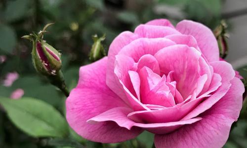 安庆市花——月季花，代表着什么（探究月季花的寓意和文化背景）