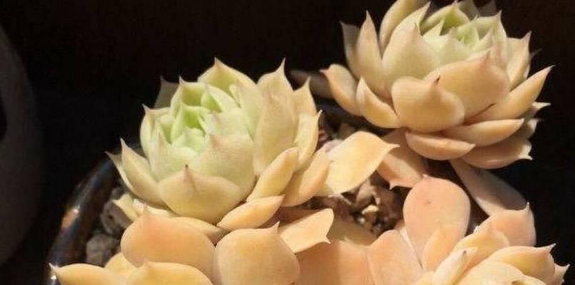 如何让你的昂斯洛多肉长得更好（家庭养殖的全面指南）